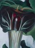 Jack-in-the-Pulpit I