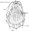 Isometric View of Brunelleschi's Dome