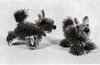 A Pair of Teasel Bunnies; plate 22. in Creating with cattails, cones, and pods, 1971, Great Neck, N.Y: Hearthside Press, 1971 (OCLC 183833)