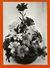 Hibiscus; Dramatic, yet simple to make, the Hibiscus (shown) feature centers made of hackles, broom straws and stamens; ills in "Feather flowers and arrangements"; Leona Shanks; pub. 1964, Temple City, Calif.: Craft Course Publishers Inc. (OCLC 11094792), rev. ed. 1967