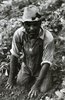 Migratory potato picker in a field owned by T.C. Sawyer of Belcross, North Carolina