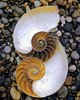 Shell at Point Lobos