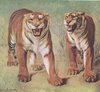 Furious  Royal Tiger ; Tigre Royal Furieux