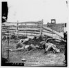 Antietam, Maryland. Bodies of dead, Louisiana Regiment