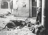 Aragon front, 1938: Republicans shoot across dead horse.; Photo courtesy of Roger-Viollet, Paris