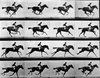 Untitled (Sequence photographs of the trot and gallop)