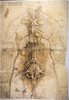 Trunk of female human body, with internal organs seen as though ventral side were transparent