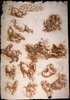 Sheet of Studies of Horses, a Cat and Fight with a Dragon
