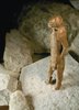 Lion-Human; Human with Feline Head; Hybrid FIgure with a human body and feline head